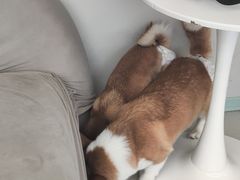 -怪兽屋·羊驼·猫咖·狗咖(俊华广场店)