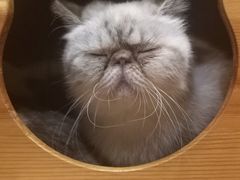 -喵园·猫主题咖啡厅·撸猫·猫咖(国贸店)