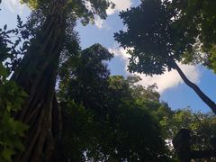 -西双版纳原始森林公园