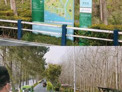 -合肥滨湖国家森林公园