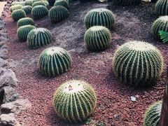 -呀路古热带植物园-恐龙馆