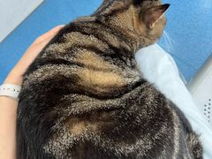 -创凡宠物医院·骨专科  猫科中心(西乡分院)