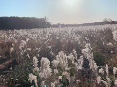 -雪绿茶博物馆