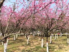 -洨河生态公园