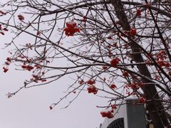 -小樽运河广场(運河プラザ)