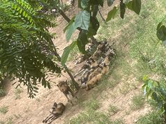 -大连森林动物园