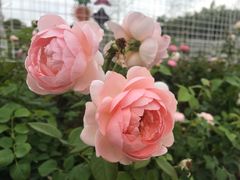 -深圳国际园林花卉博览园