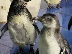 -太平洋海底世界