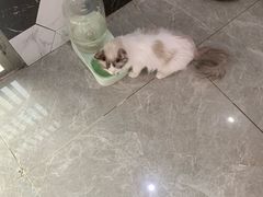 -猫爷宠物生活馆·撸猫馆