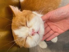 -飞行喵MR PILOT|猫舍·猫咖(静安大融城店)