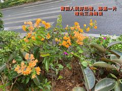 -湄洲岛