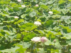 -荷塘月色湿地公园·向阳花洲
