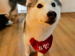 -Husky Go! 哈士奇体验馆·宠物咖啡厅狗咖