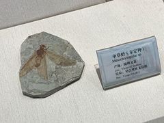 -辽宁古生物博物馆