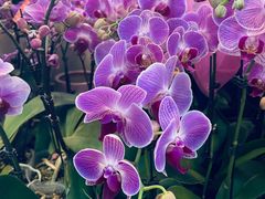 -双季花艺园艺市场(浦东店)