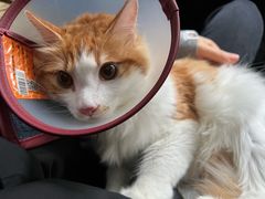 -瑞鹏宠物医院·爱宠堂(环西分院)