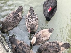 -长兴太湖图影湿地文化园