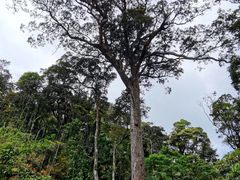 -海南热带雨林国家公园吊罗山景区