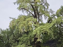 -苏州文庙(姑苏区)