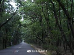 -日照海滨国家森林公园