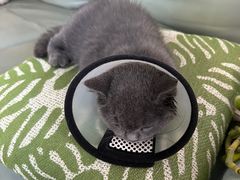 -宠物星动物医院·眼科·异宠·猫科(江南大道总院)