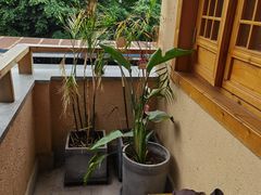 -弓虽昌焖烧鸡(大竹林店)