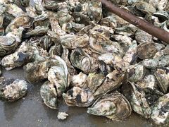 -蚝专家(北滘店)