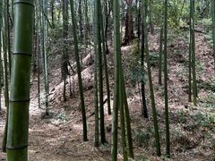 -缙云山景区