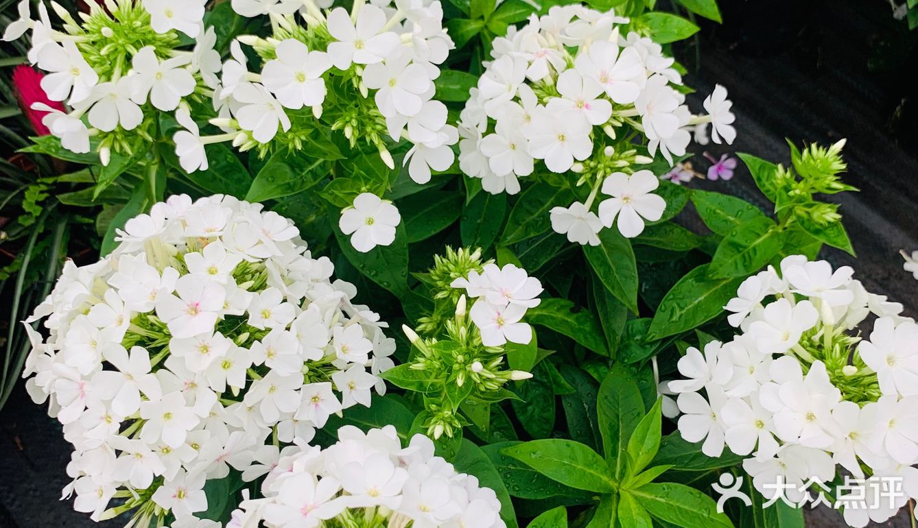 娇艳欲滴の夏日鲜花打卡地🌹