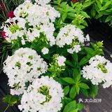 娇艳欲滴の夏日鲜花打卡地🌹