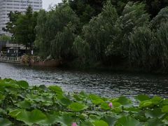 -陈家山荷花公园