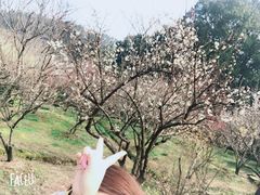-香雪海