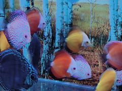 -华夏文旅海洋公园