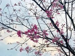 -丹樱生态园