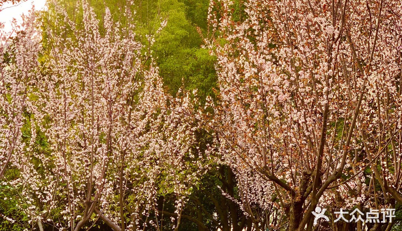 百花齐放