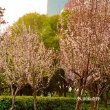 百花齐放