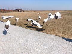 -盐城丹顶鹤湿地生态旅游区