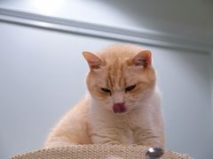 -安格丽娜·狗咖·猫咖羊驼咖(春熙路百盛商场店)
