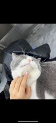 -和木形象