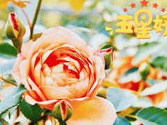 -前小桔亲子创意农场·草莓采摘·露营烧烤