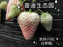 -普迪生态园