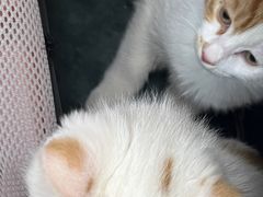 -北京观赏动物医院·24小时大型综合·猫专科·异宠专科