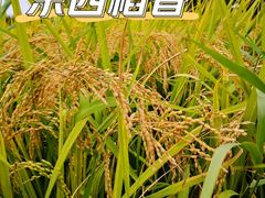 -北坞公园