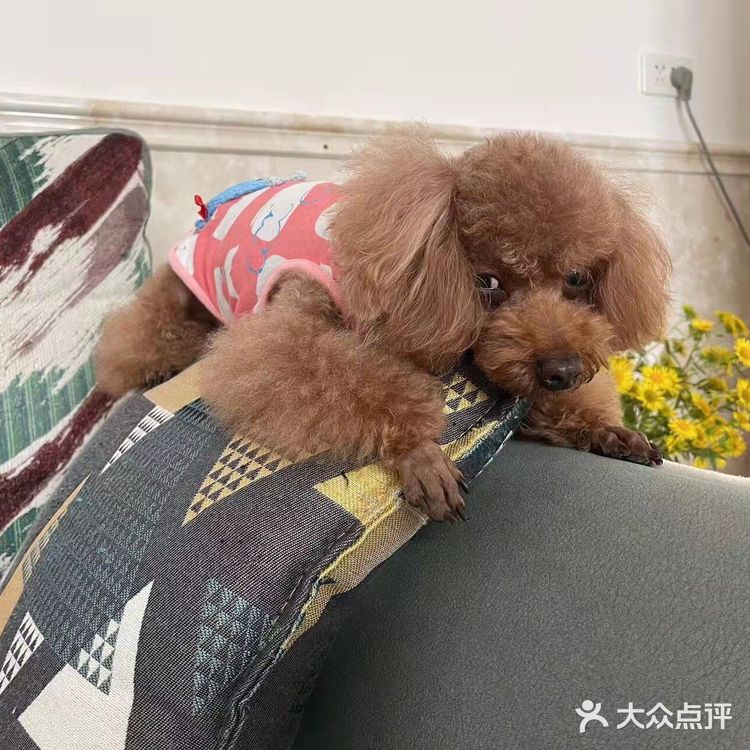 剪完毛发的毛孩子真的是越看越漂亮呢，爱了爱了！