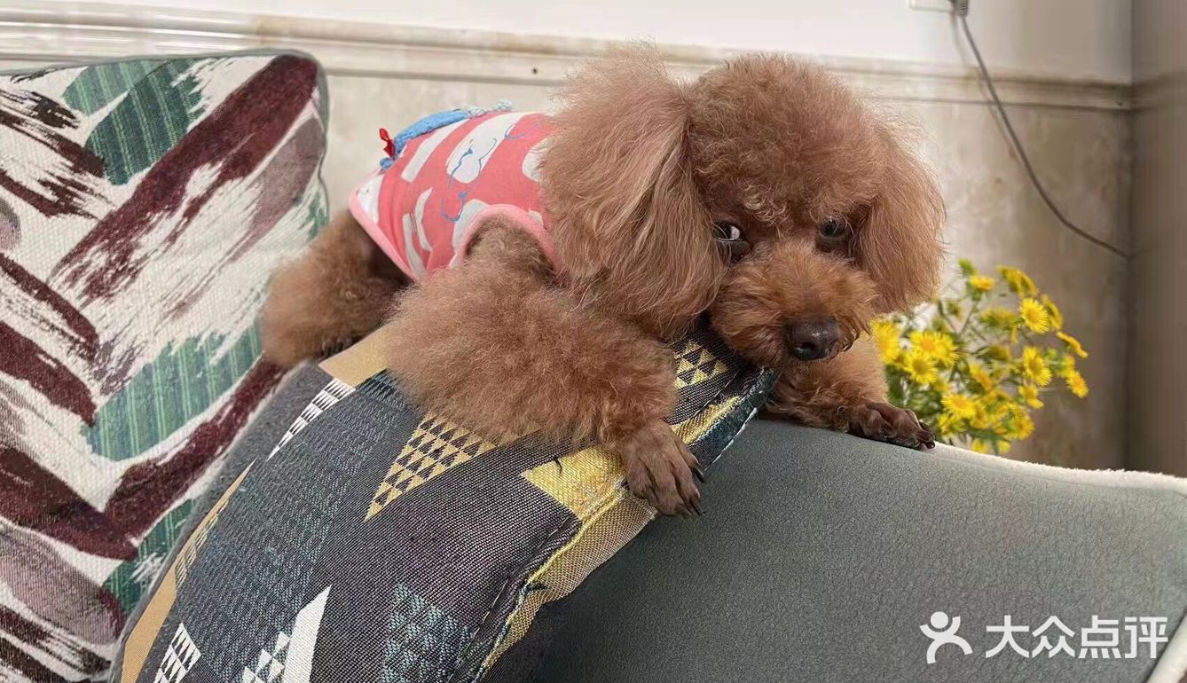剪完毛发的毛孩子真的是越看越漂亮呢，爱了爱了！