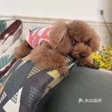 剪完毛发的毛孩子真的是越看越漂亮呢，爱了爱了！