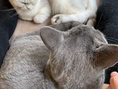 -猫和宫(六道口店)