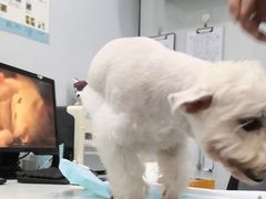 -pd派德宠物中心医院24H急重症·眼科中心·血液透析中心(嵩山北路店)