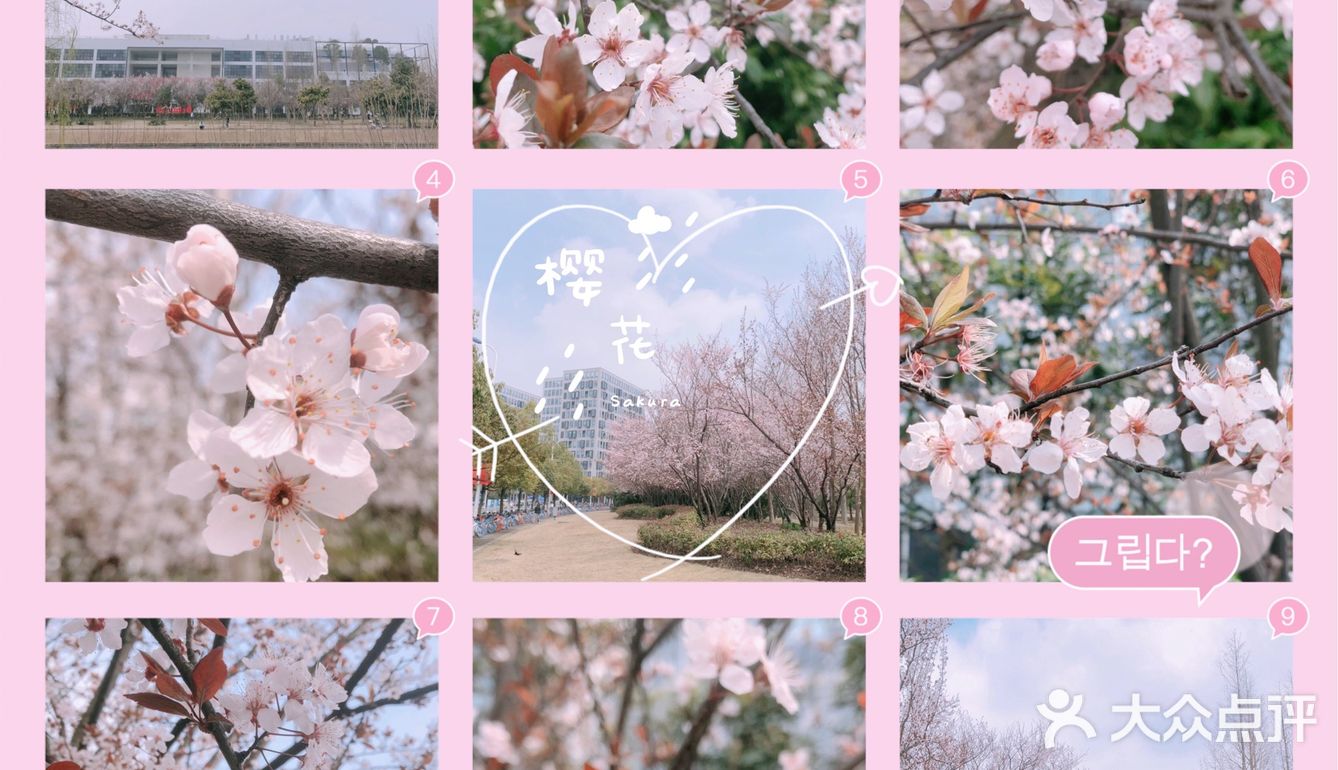 🌸樱花都开好了🌸