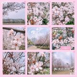 🌸樱花都开好了🌸